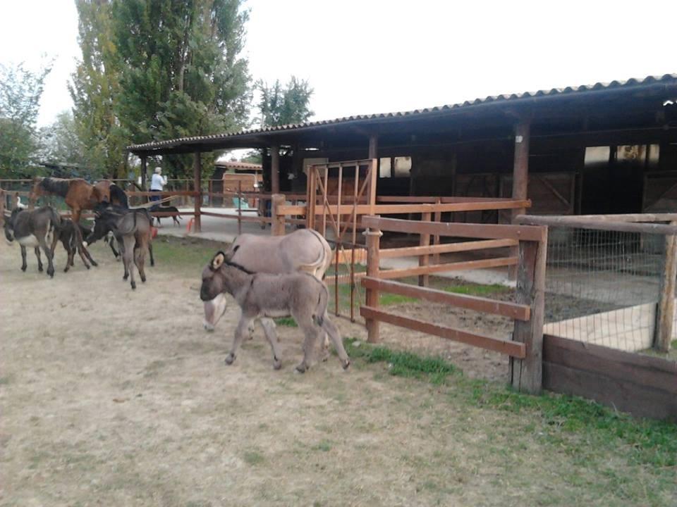 Agriturismo Casa Carpanelli Nonantola Exterior photo